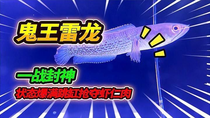 鬼王雷龍的價格是多少