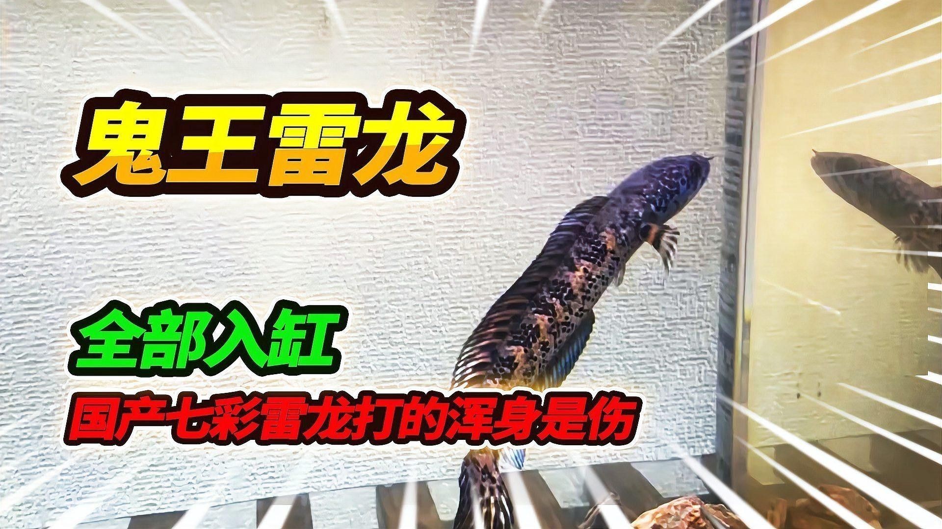 鬼王雷龍的價格是多少
