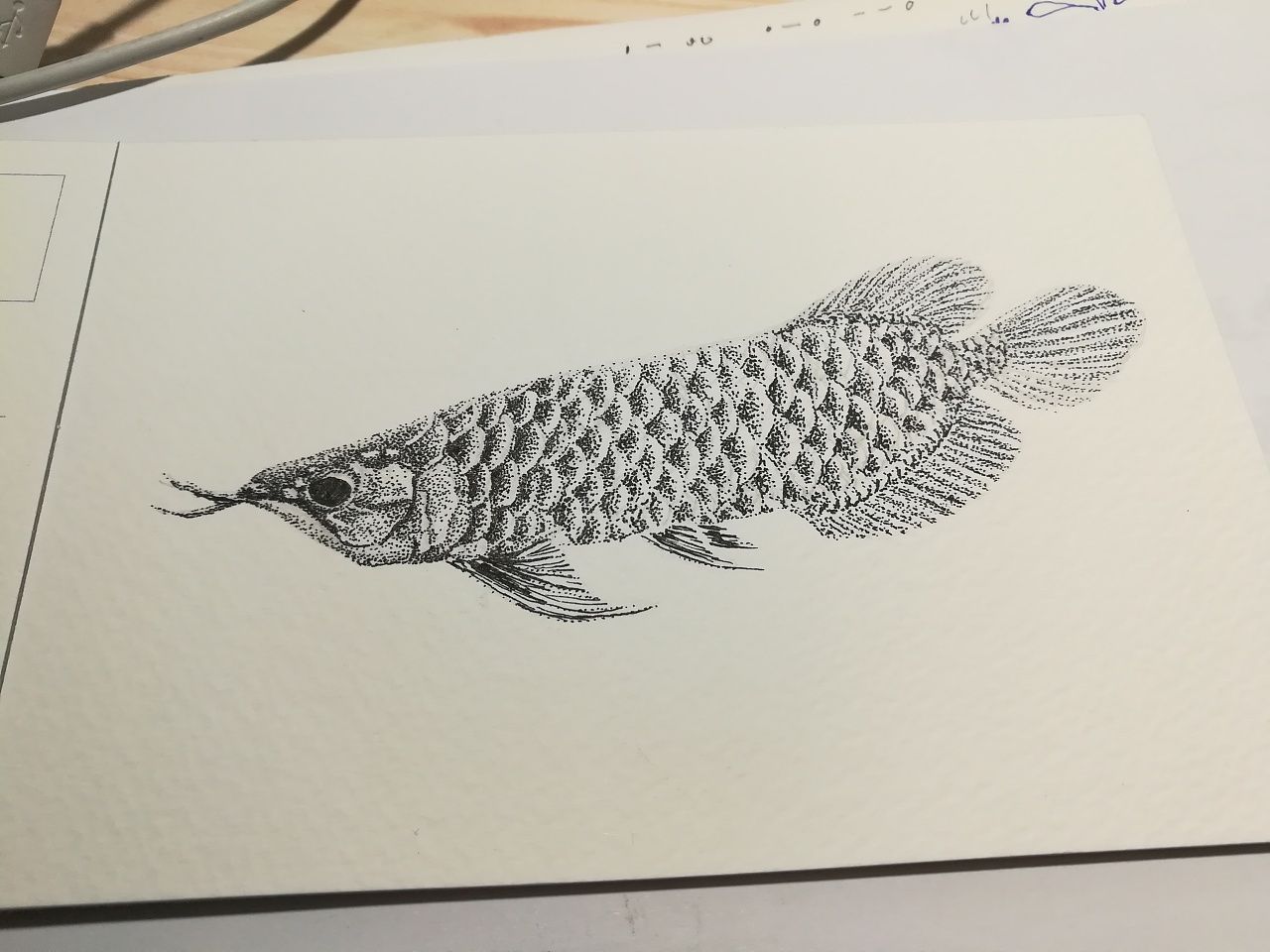 龍魚最好的飼料配方表（龍魚最好的飼料配方）