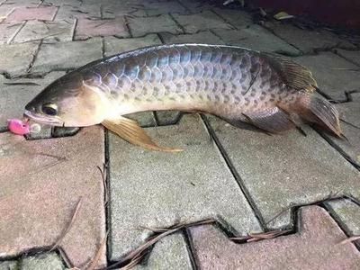 40公分龍魚 1天吃多少（40公分的龍魚一天吃多少？） 40公分龍魚 1天吃多少（40公分的龍魚一天吃多少？） 龍魚百科 第3張