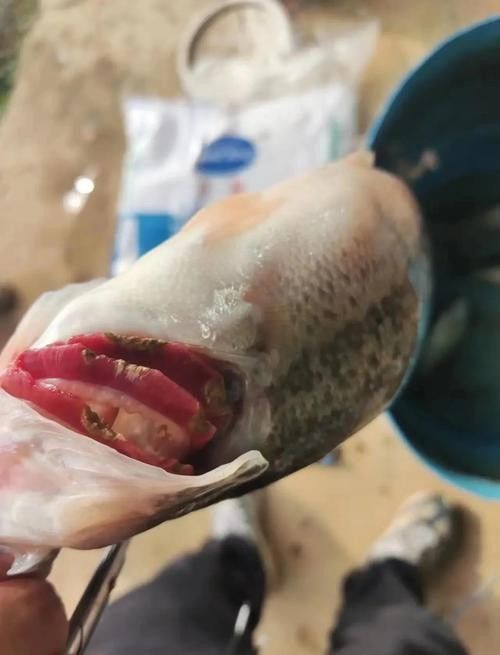 銀龍魚常見病圖片大全