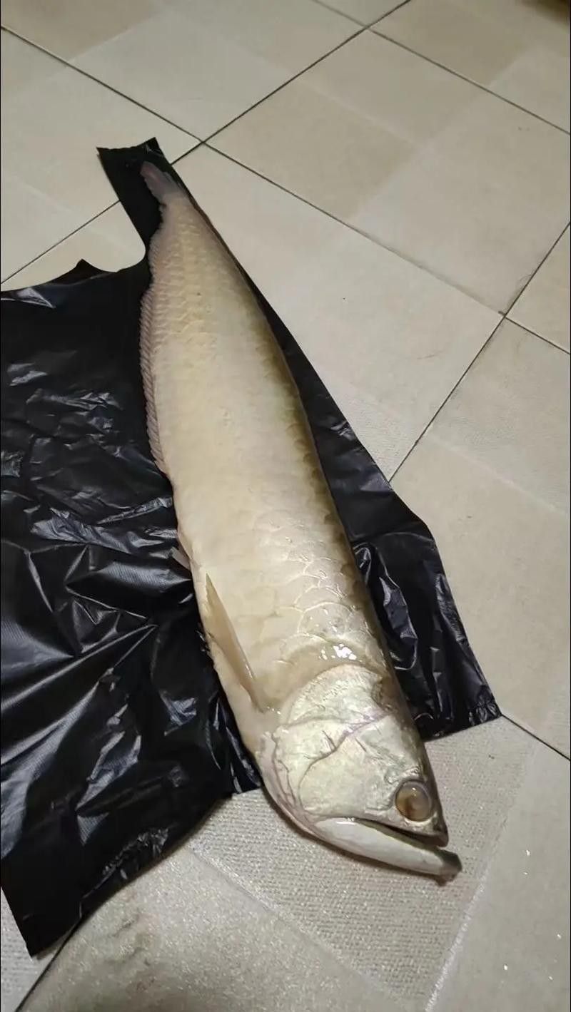 銀龍魚常見病圖片大全