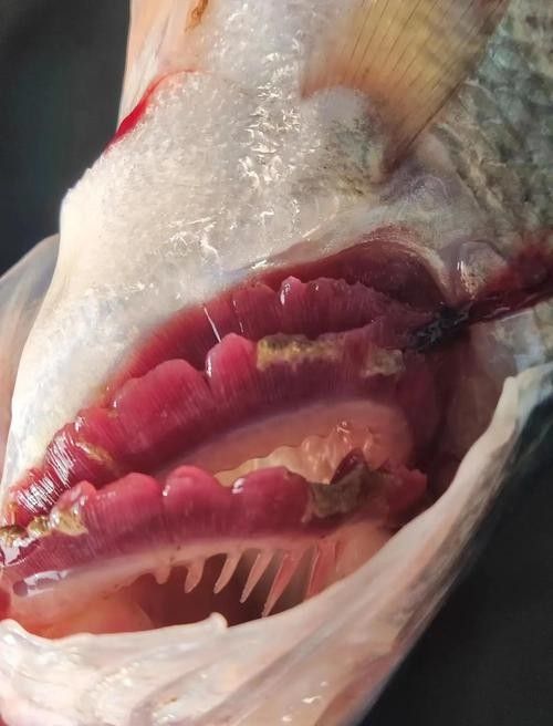 銀龍魚常見病圖片大全