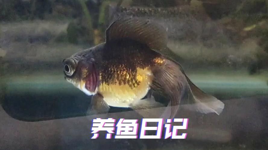 銀龍魚常見病圖片大全