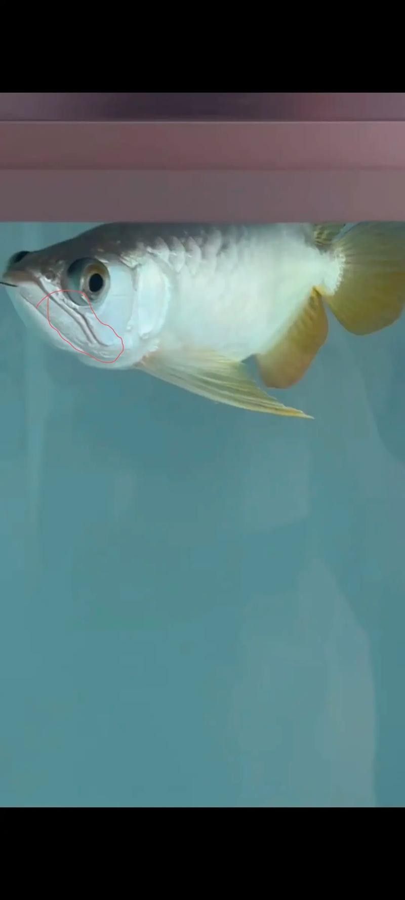 銀龍魚常見病圖片大全