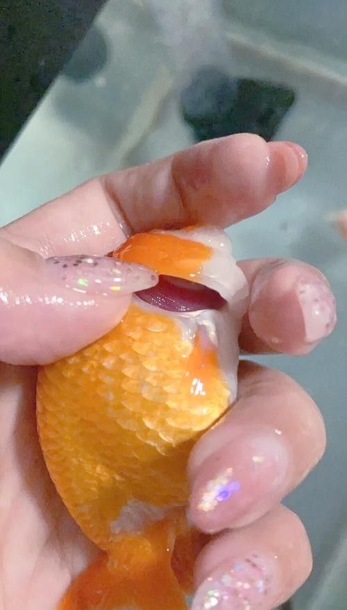 銀龍魚常見病圖片大全