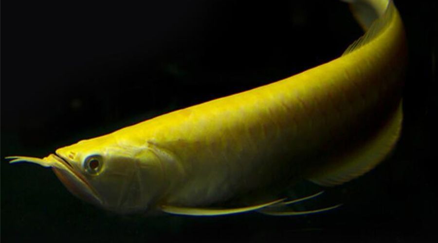 白化銀龍魚和黃化銀龍魚哪個貴（白化銀龍魚和黃化銀龍魚哪個更貴）