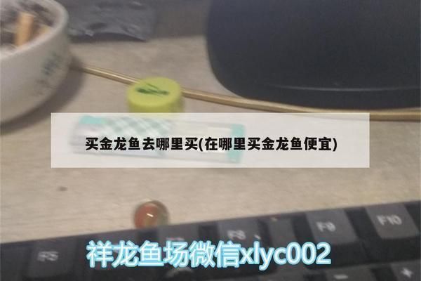沈陽金龍魚寵物店（沈陽寵物店魚缸水泵價格） 沈陽金龍魚寵物店（沈陽寵物店魚缸水泵價格） 龍魚百科 第5張