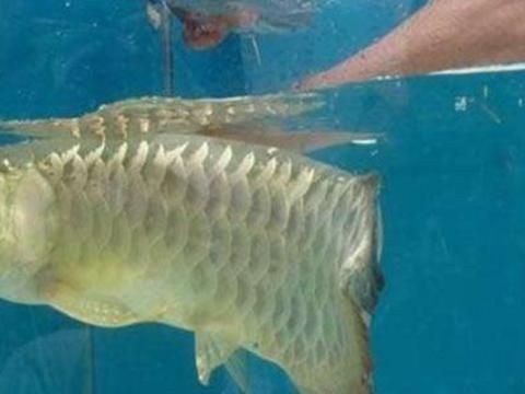 沈陽金龍魚寵物店（沈陽寵物店魚缸水泵價格） 沈陽金龍魚寵物店（沈陽寵物店魚缸水泵價格） 龍魚百科 第3張