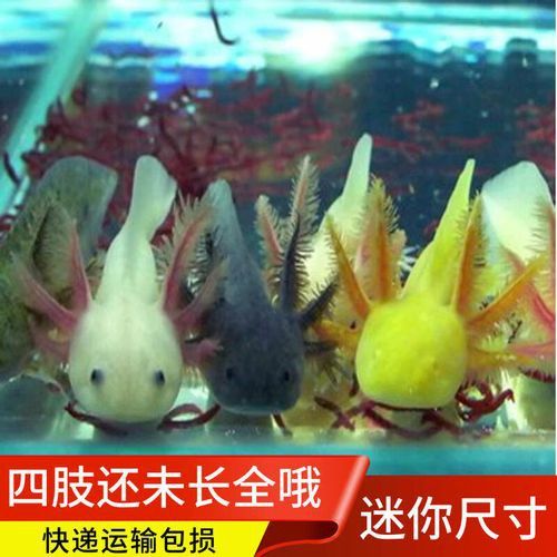 哪種恐龍魚最適合新手飼養？