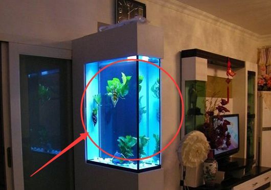 家里魚缸放在進門對面好嗎（如何維護魚缸衛生減少隱患）