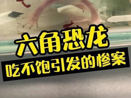 六角恐龍魚吃火龍魚會死嗎 六角恐龍魚吃火龍魚會死嗎 龍魚百科 第2張