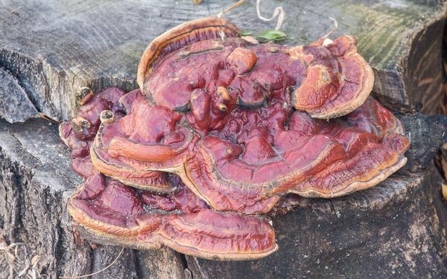 金龍魚新產品介紹怎么寫的好，如何寫好金龍魚新產品介紹