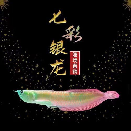 1米銀龍魚能賣多少錢一條魚