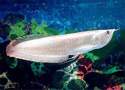 1米銀龍魚能賣多少錢一條魚