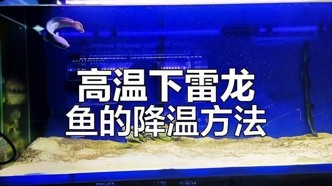 雷龍魚耐高溫嗎