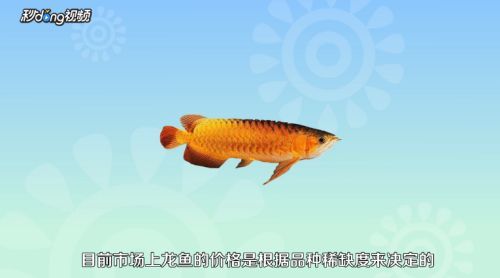龍魚苗好養嗎怎么養（龍魚苗的養護方法和注意事項，）