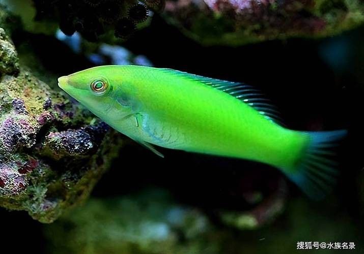 黃龍魚圖片大全圖片高清