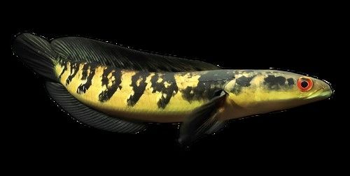 黃龍魚圖片大全圖片高清