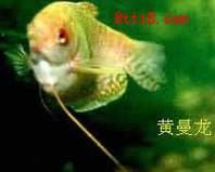 黃龍魚圖片大全圖片高清