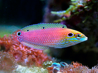 黃龍魚圖片大全圖片高清