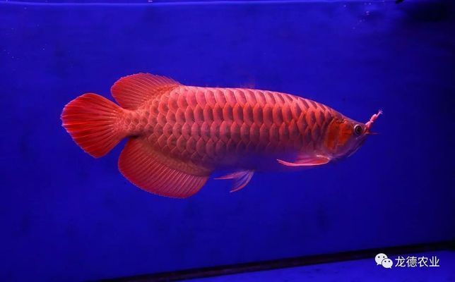 紅龍魚長度鱗片有幾種形狀，