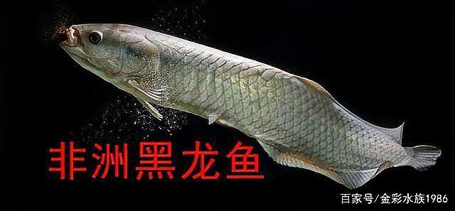 龍魚是哪里產的