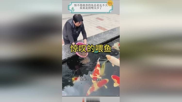 銀龍魚長不大怎么回事視頻