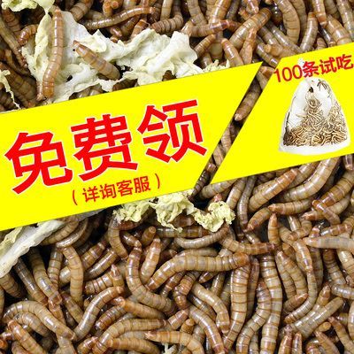 龍魚不吃魚蝦只吃面包蟲：關于龍魚的飲食習性