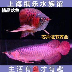 血麒麟紅龍魚的區分方法血麒麟紅龍魚的區分特征：血麒麟紅龍魚和辣椒紅龍魚怎樣區分