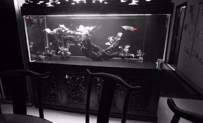 龍魚缸多大可以不拉筋啦：龍魚缸多大可以不拉筋