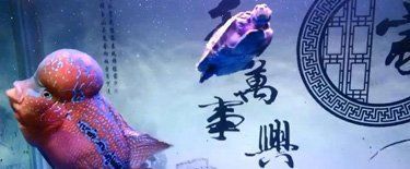 龍巔 龍巔 龍魚百科 第8張