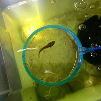 彩虹雷龍魚苗圖片大全