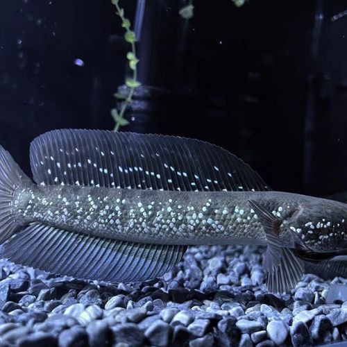 彩虹雷龍魚苗圖片大全