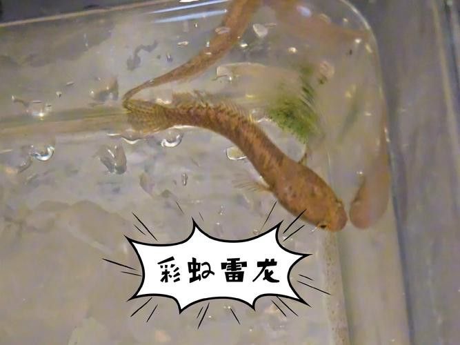 彩虹雷龍魚苗圖片大全