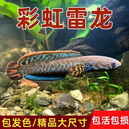 彩虹雷龍魚苗圖片大全