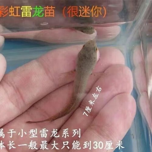 彩虹雷龍魚苗圖片大全