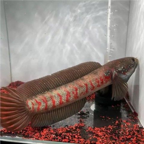 彩虹雷龍魚苗圖片大全