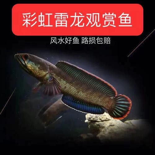 彩虹雷龍魚苗圖片大全