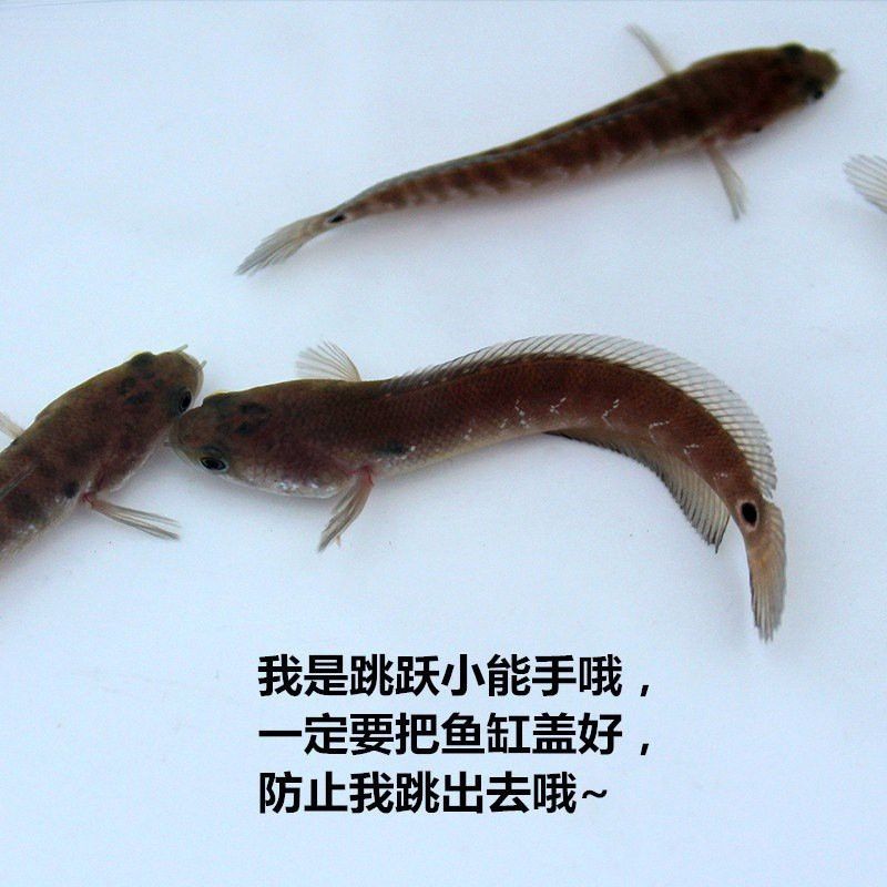 彩虹雷龍魚苗圖片大全