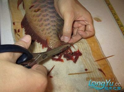 龍魚手術的基本步驟和注意事項：給龍魚做手術時需要考慮到手術的復雜性和風險和風險