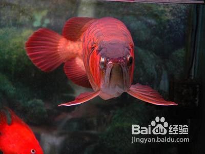 龍魚對水質硬度的要求