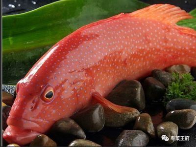 海鮮紅龍魚：紅龍魚的價格以及種類