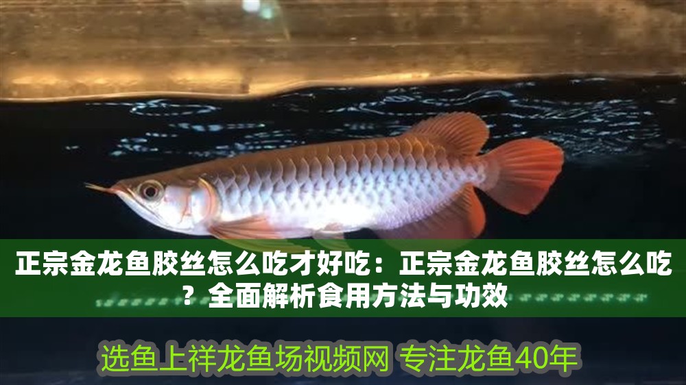 正宗金龍魚膠絲怎么吃才好吃：正宗金龍魚膠絲怎么吃？全面解析食用方法與功效