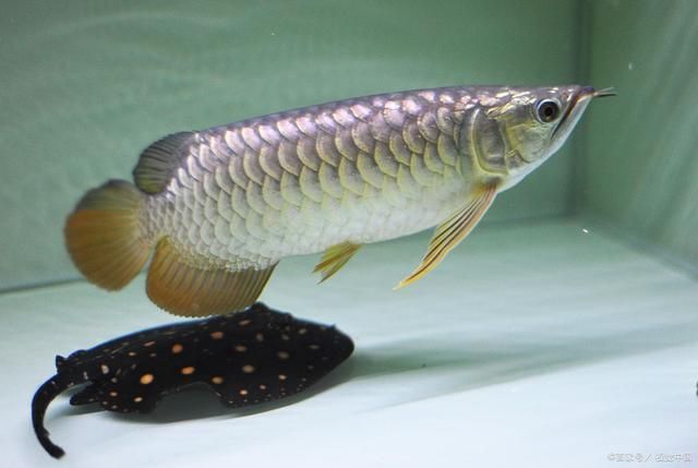 1米銀龍魚能賣多少錢呢（1米長(zhǎng)的銀龍魚價(jià)格在800元以上） 1米銀龍魚能賣多少錢呢（1米長(zhǎng)的銀龍魚價(jià)格在800元以上） 龍魚百科 第3張