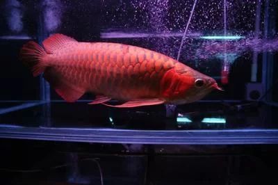 龍魚燈光位置示意圖：關于龍魚燈光位置的詳細信息