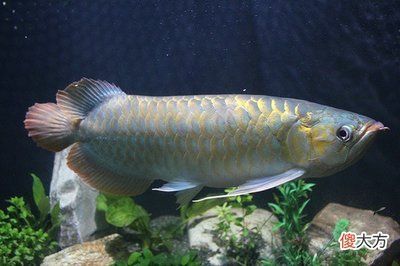 龍魚品質怎么看好壞：如何挑選健康龍魚