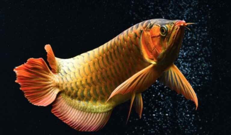 金龍魚養(yǎng)殖成本高昂的具體原因是什么？