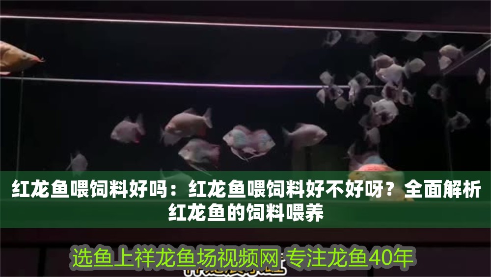 紅龍魚喂飼料好嗎：紅龍魚喂飼料好不好呀？全面解析紅龍魚的飼料喂養(yǎng)