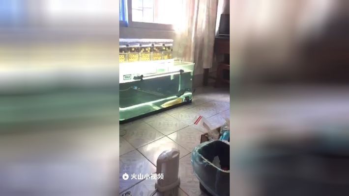 龍魚趴缸底怎么回事兒：龍魚為什么會趴缸底？ 龍魚趴缸底怎么回事兒：龍魚為什么會趴缸底？ 龍魚百科 第2張